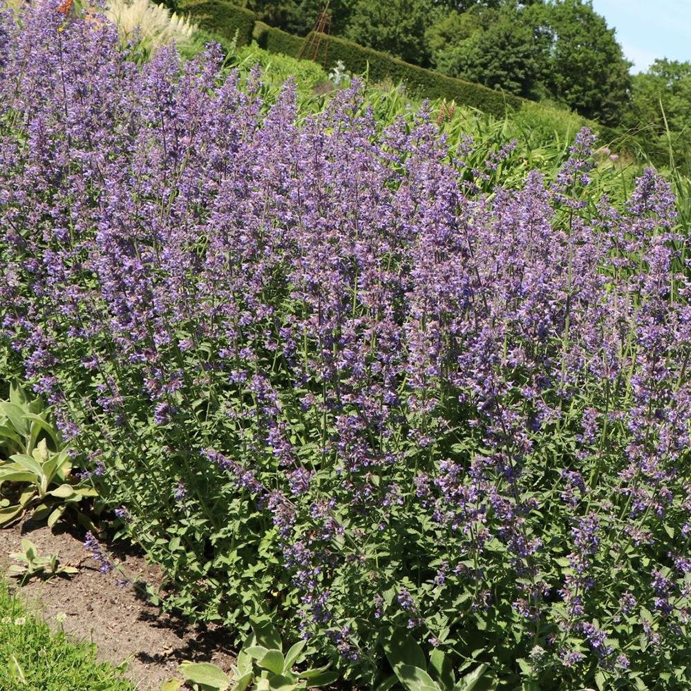Menta Pisicii (Nepeta) Dropmore