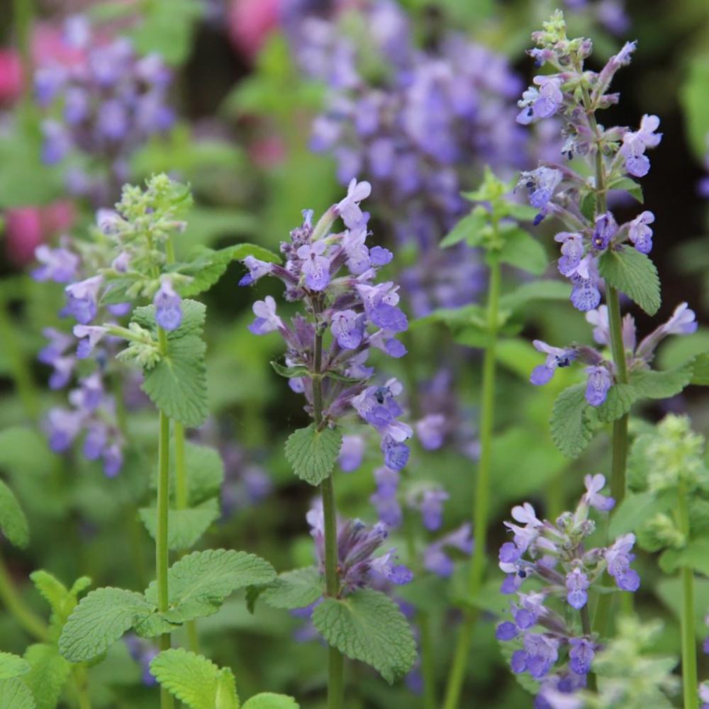 Menta Pisicii (Nepeta) Grog