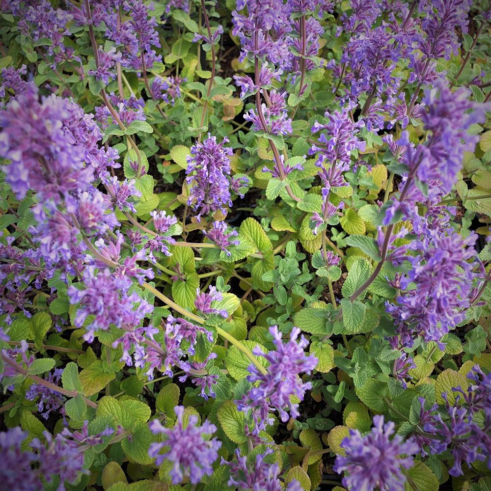 Menta Pisicii (Nepeta) Grog