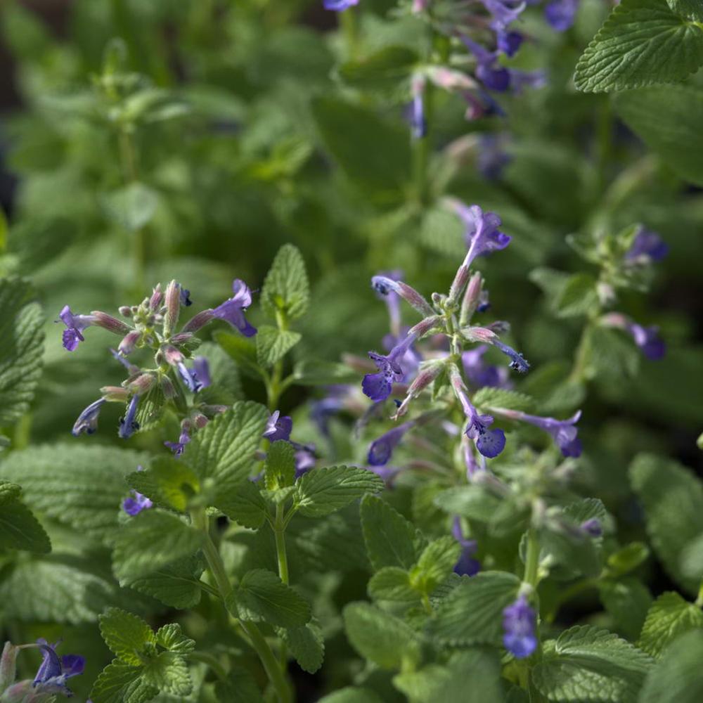 Menta Pisicii (Nepeta) Grog