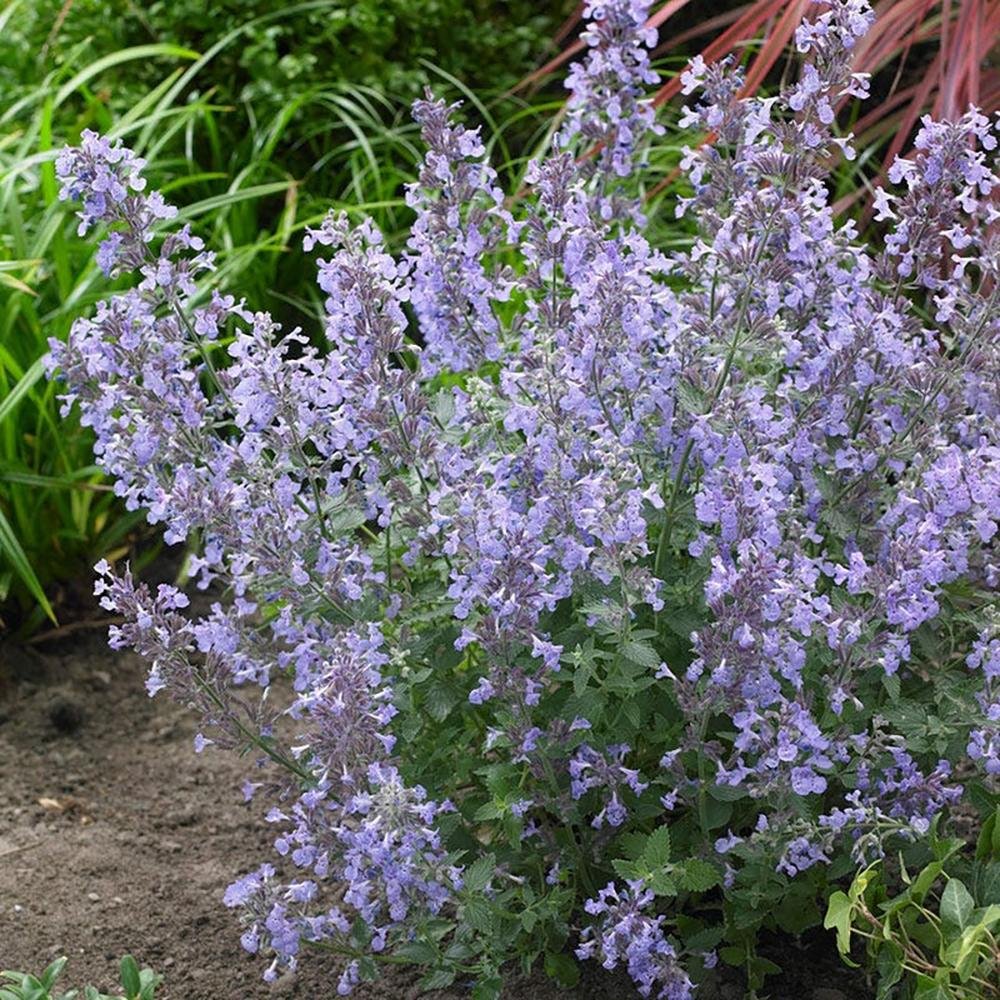 Menta Pisicii (Nepeta) Junior Walker