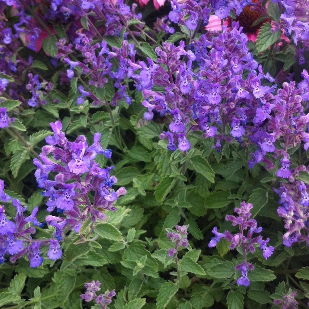 Menta Pisicii (Nepeta) Junior Walker