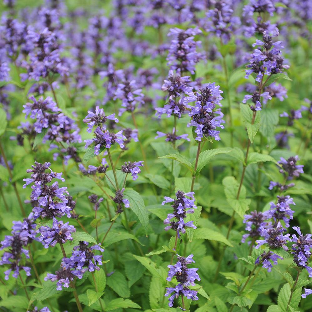 Menta Pisicii (Nepeta) Kubanica