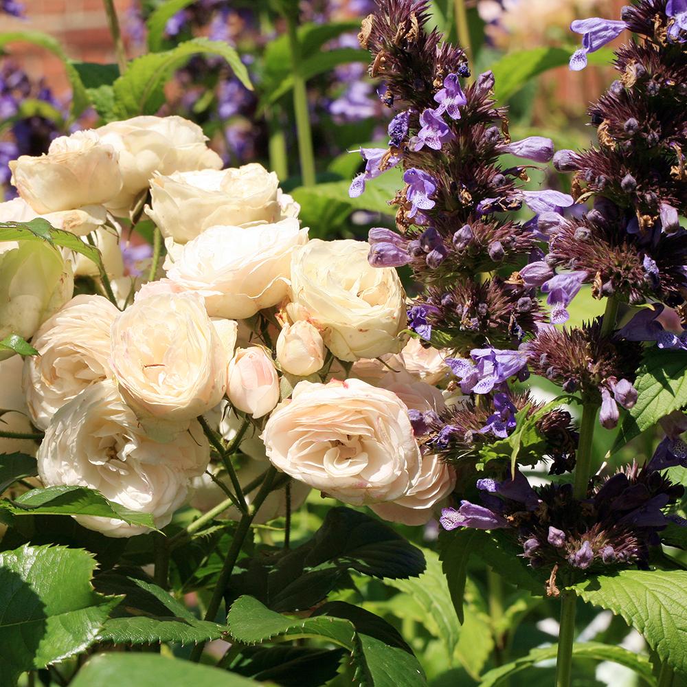 Menta Pisicii (Nepeta) Kubanica