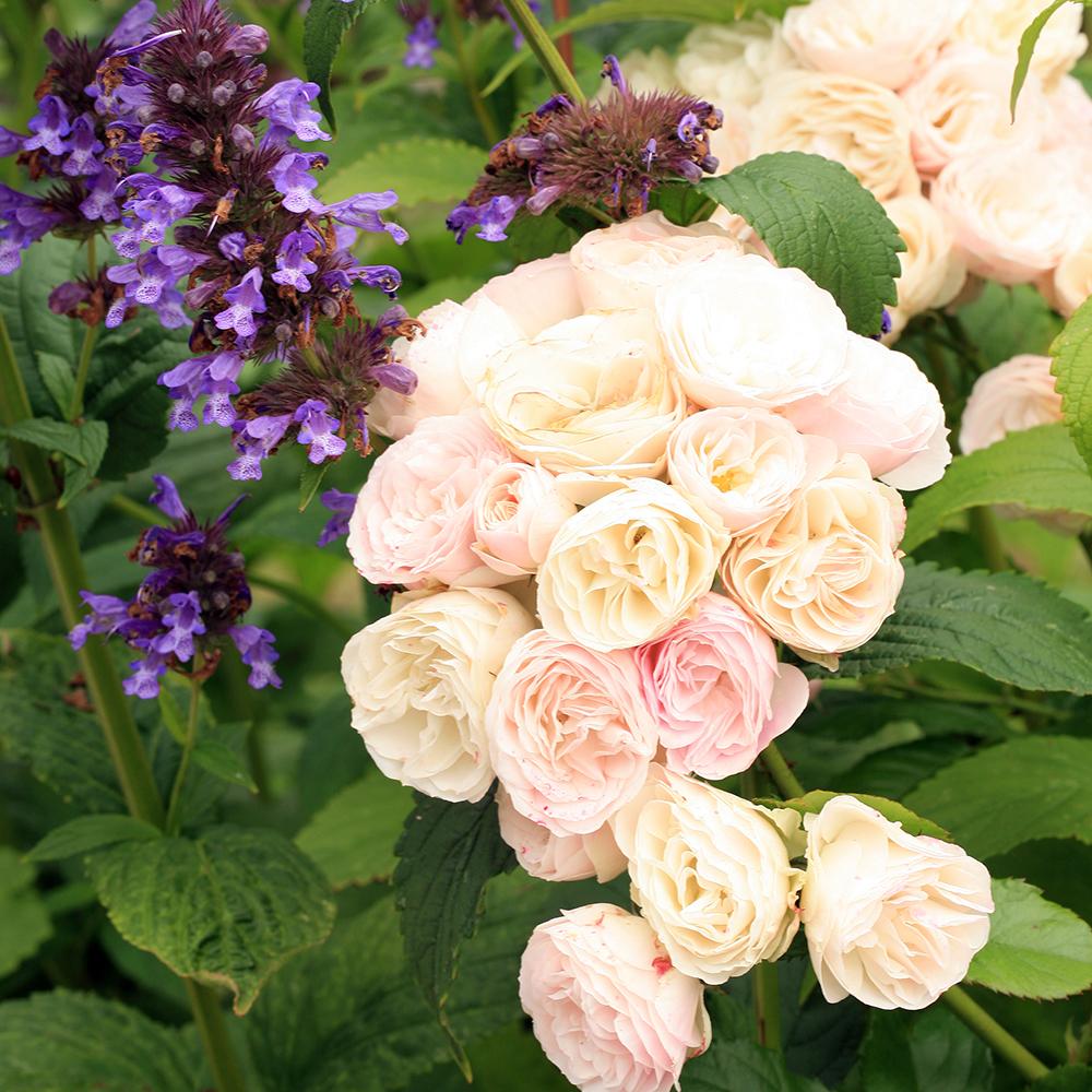 Menta Pisicii (Nepeta) Kubanica