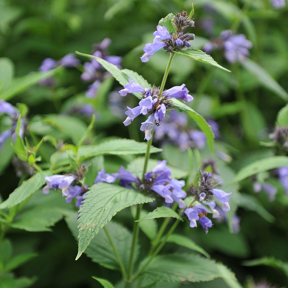 Menta Pisicii (Nepeta) Kubanica