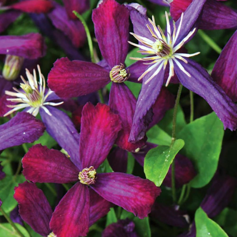 Menta Pisicii (Nepeta) Poseidon