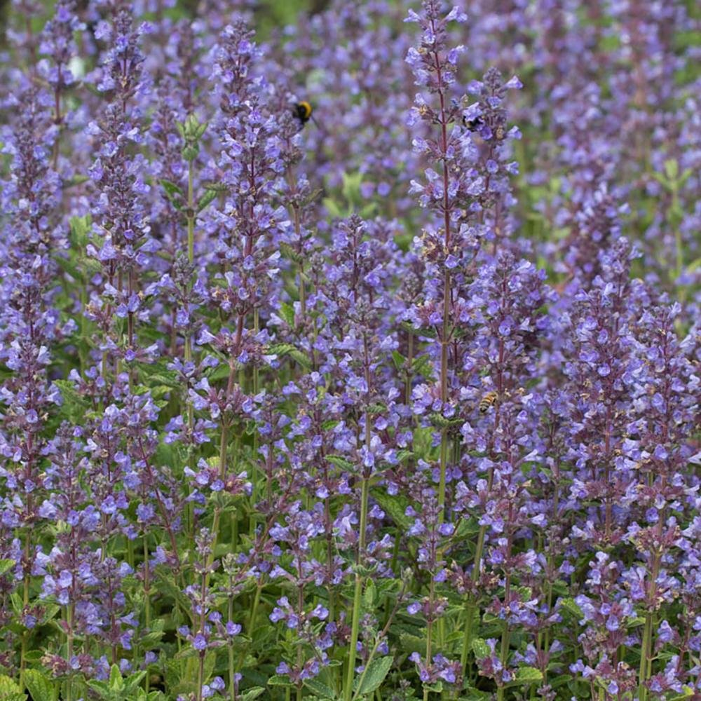 Menta Pisicii (Nepeta) Poseidon
