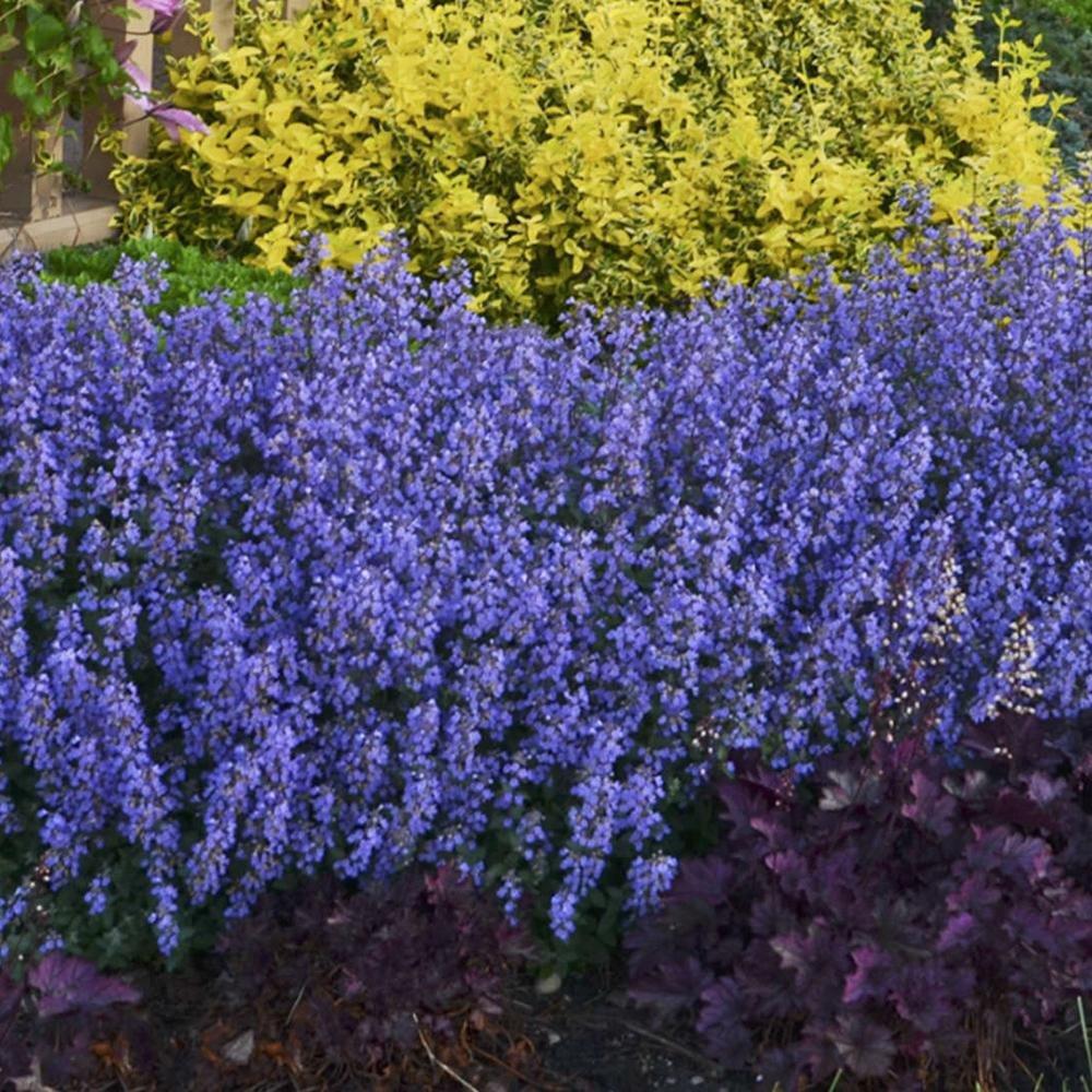 Menta Pisicii (Nepeta) Purrsian Blue
