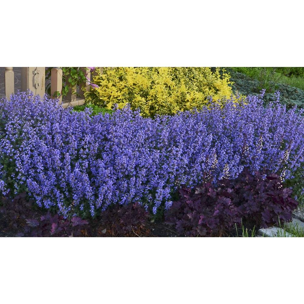 Menta Pisicii (Nepeta) Purrsian Blue