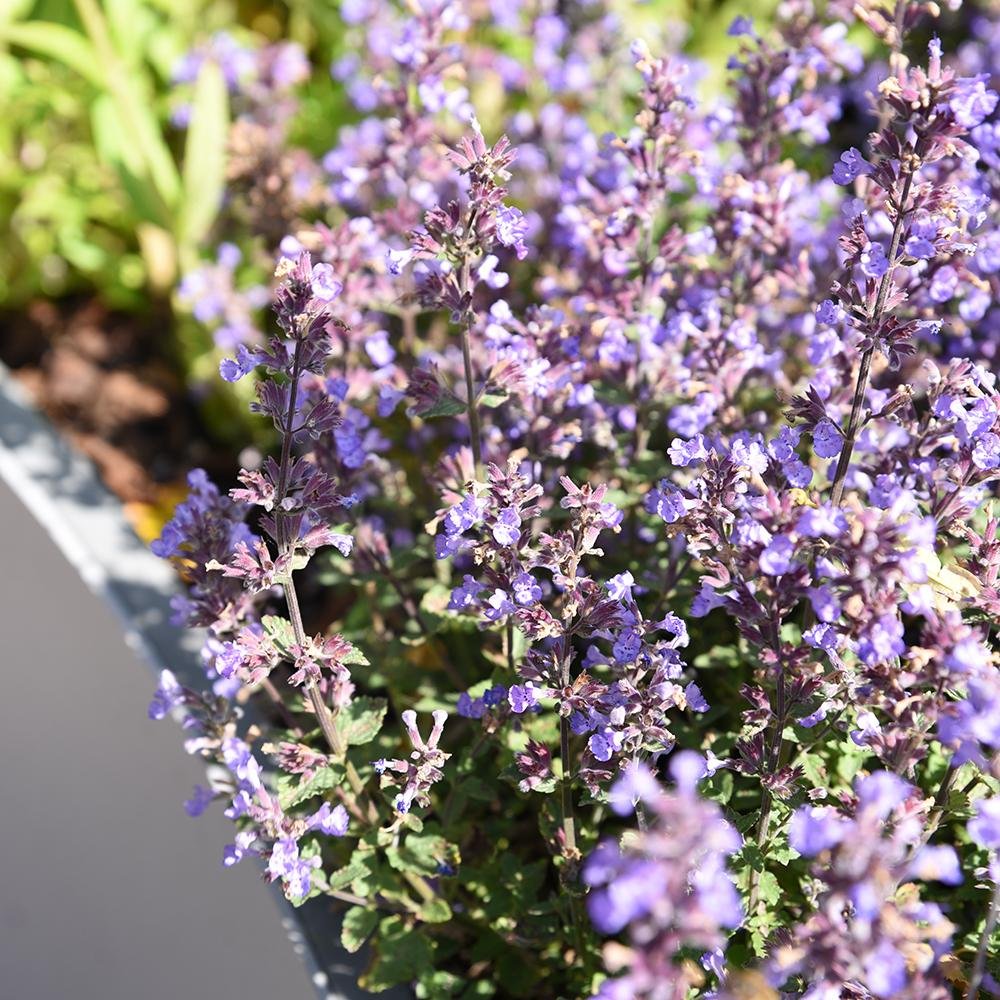 Menta Pisicii (Nepeta) Purrsian Blue