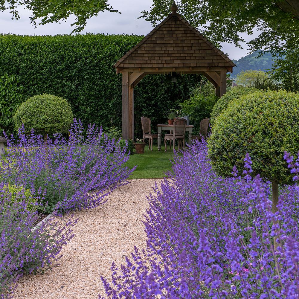 Menta Pisicii, Iarba Matei, Catusnica (Nepeta) Six Hills Giants- Aroma Intens