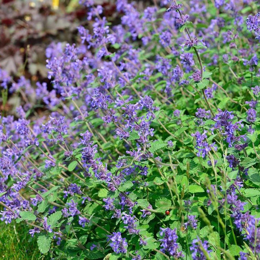 Menta Pisicii (Nepeta) Superba