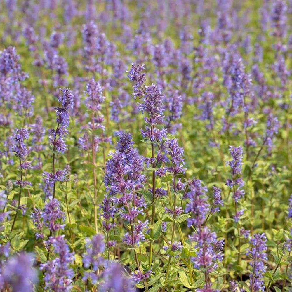 Menta Pisicii (Nepeta) Superba
