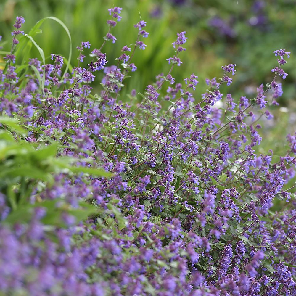 Menta Pisicii (Nepeta) Superba