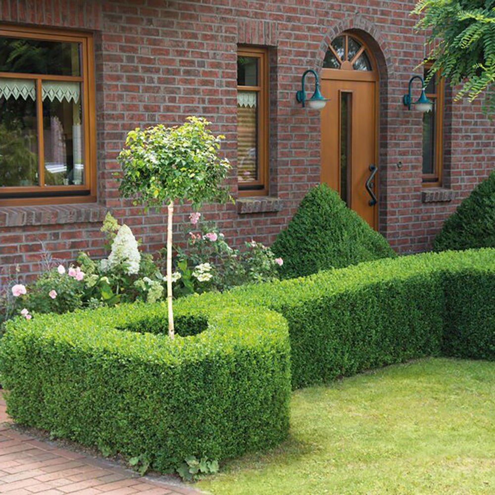 Mesteacan Argintiu globular Magical Globe