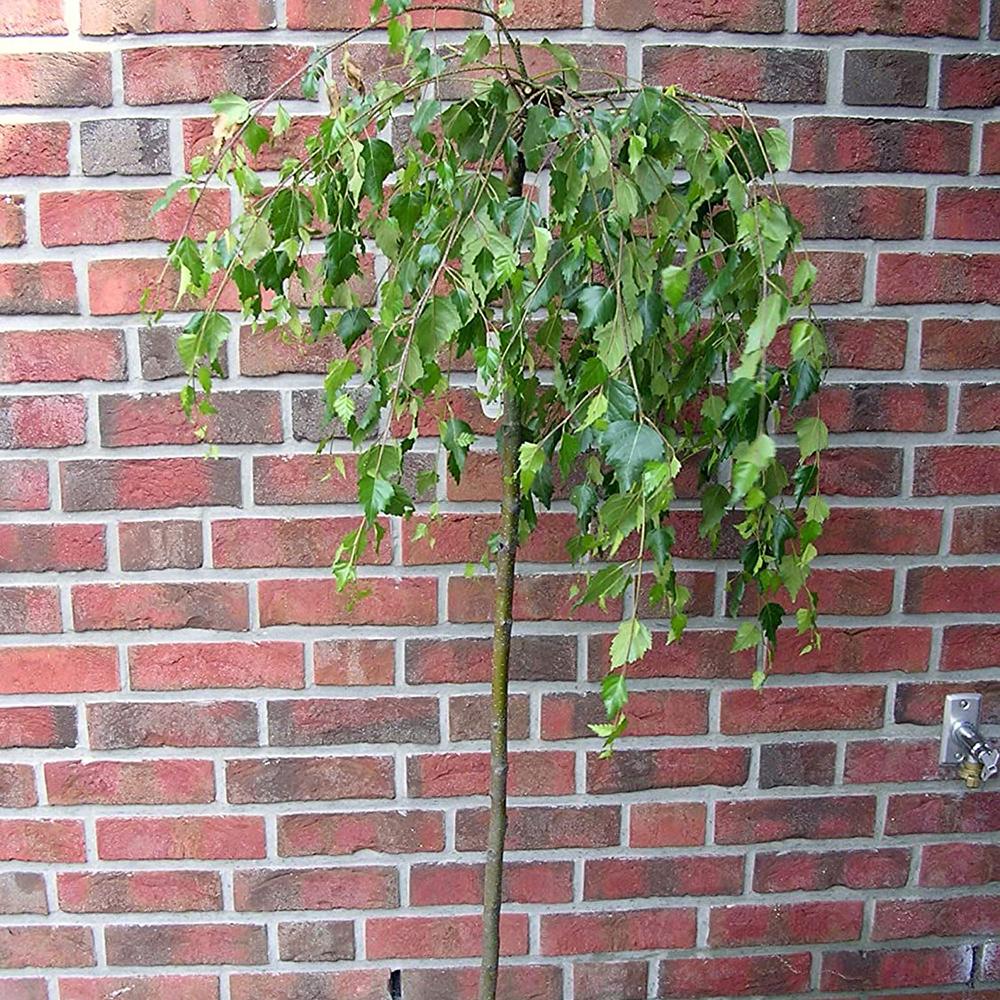 Mesteacan Argintiu globular Magical Globe