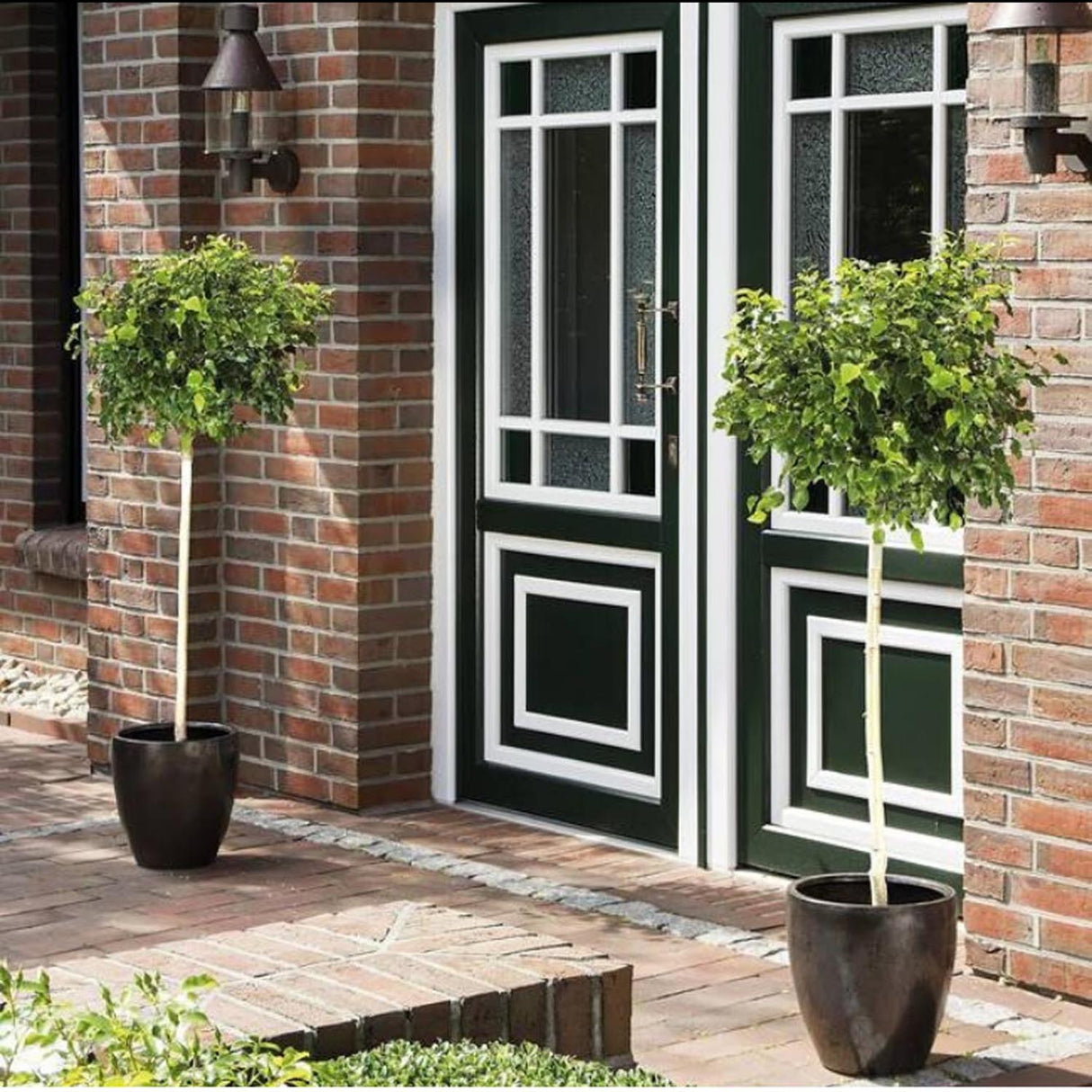 Mesteacan Argintiu globular Magical Globe