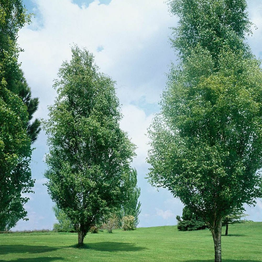 Mesteacan alb Columnar (Betula Fastigiata)