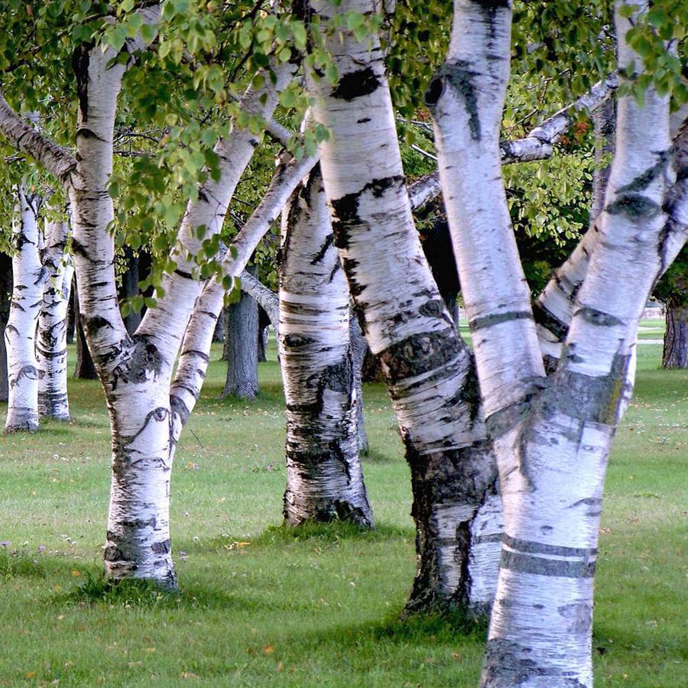 Mesteacan alb Columnar (Betula Fastigiata)