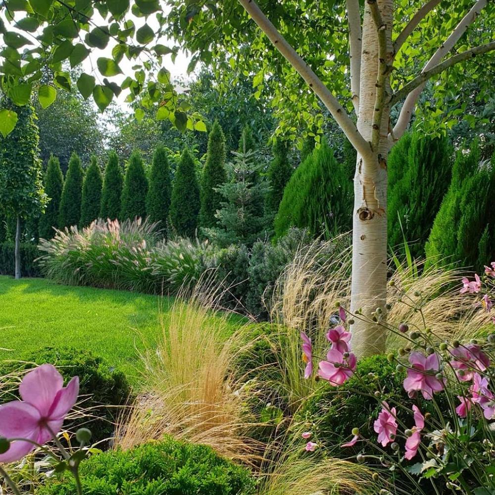 Mesteacan Alb Pur Himalayan Jacquemontii