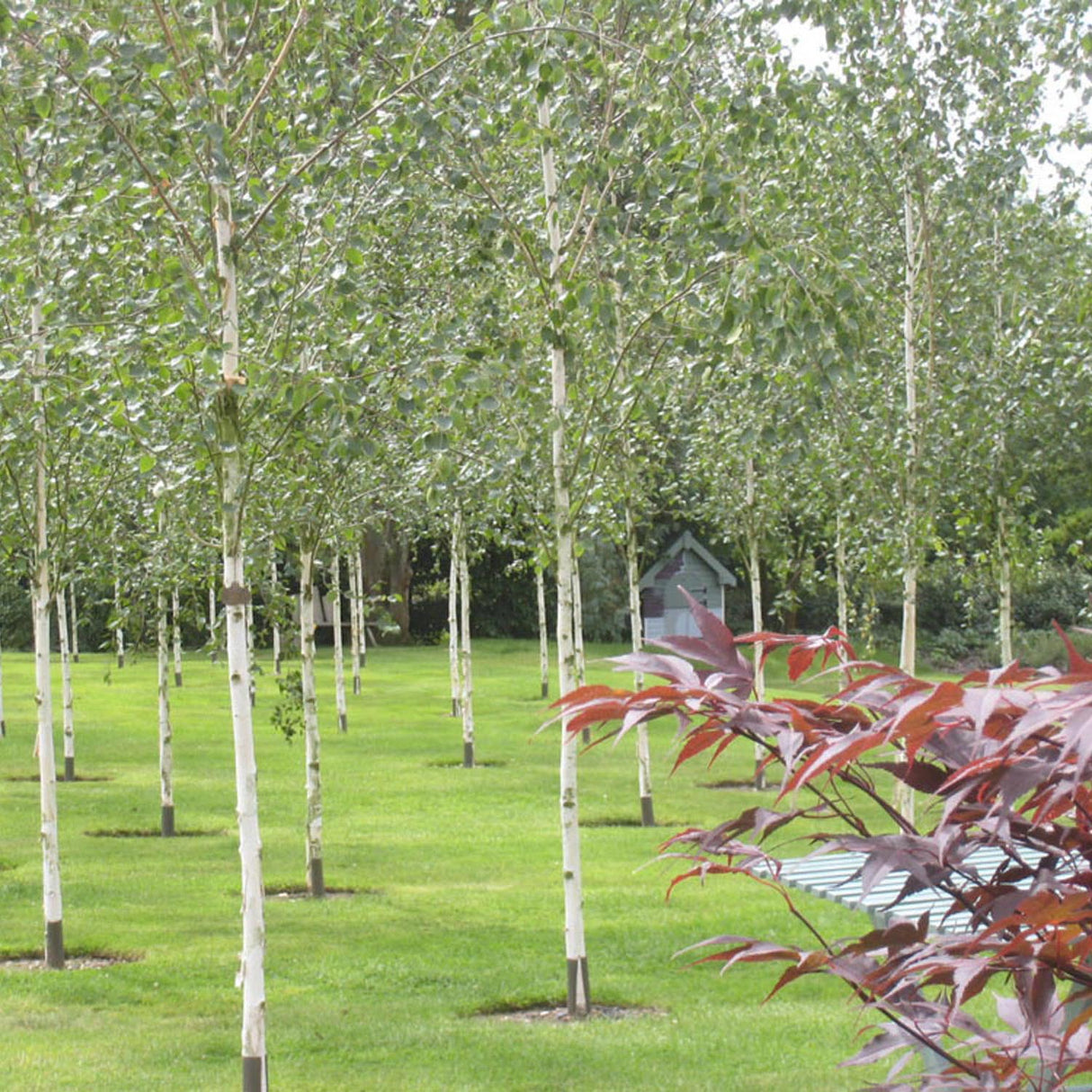 Mesteacan Alb Pur Himalayan Jacquemontii
