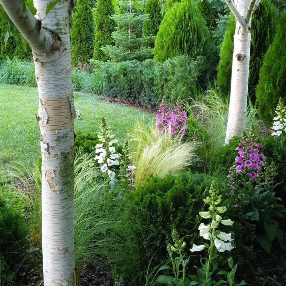 Mesteacan Alb Pur Himalayan Jacquemontii