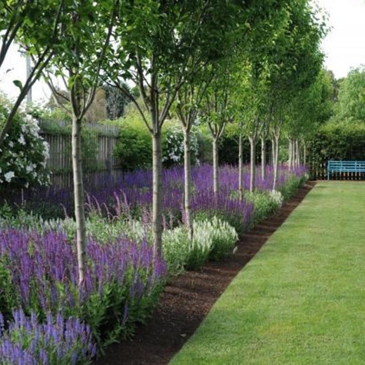 Mesteacan Alb Pur Himalayan Jacquemontii