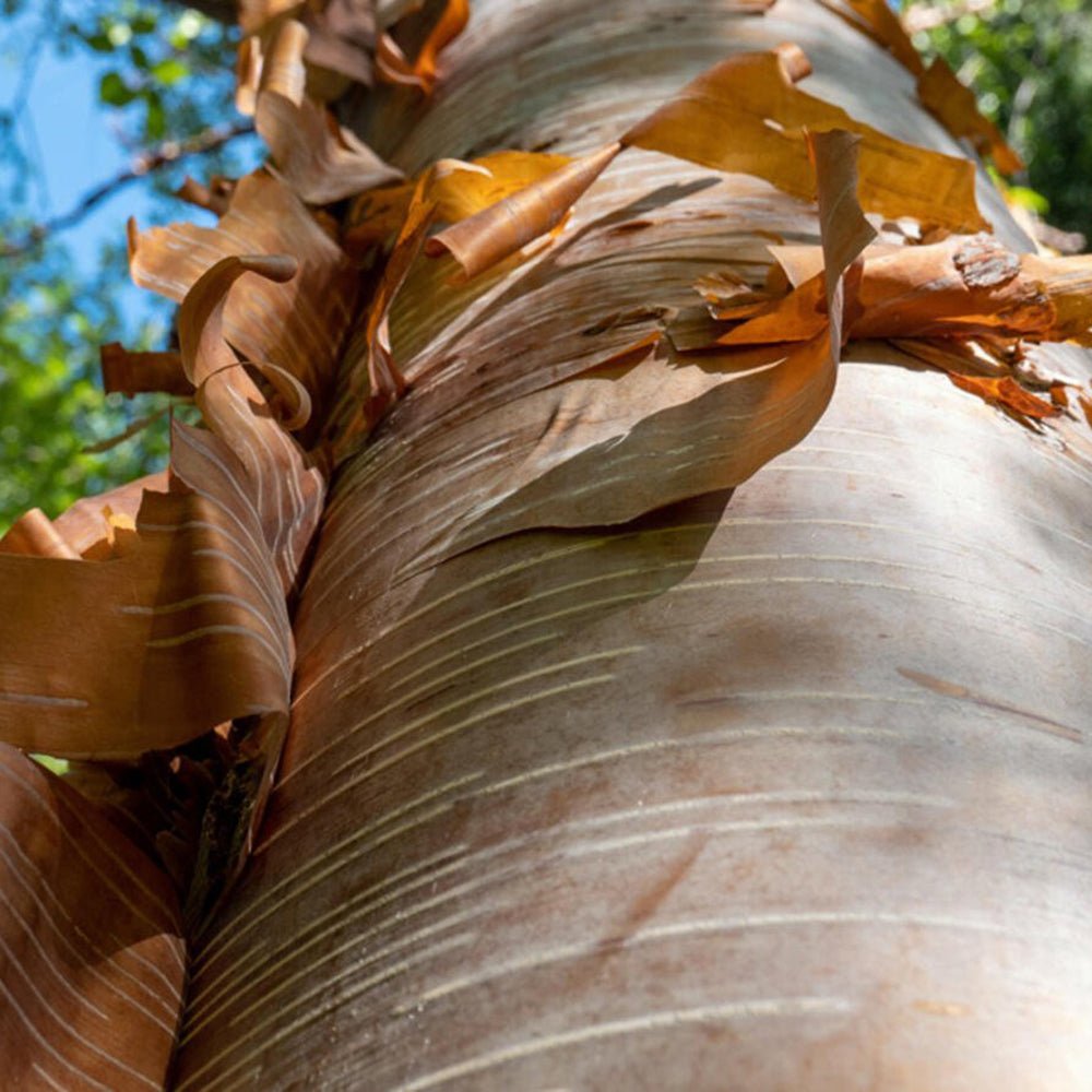 Mesteacan Kenneth Ashburner