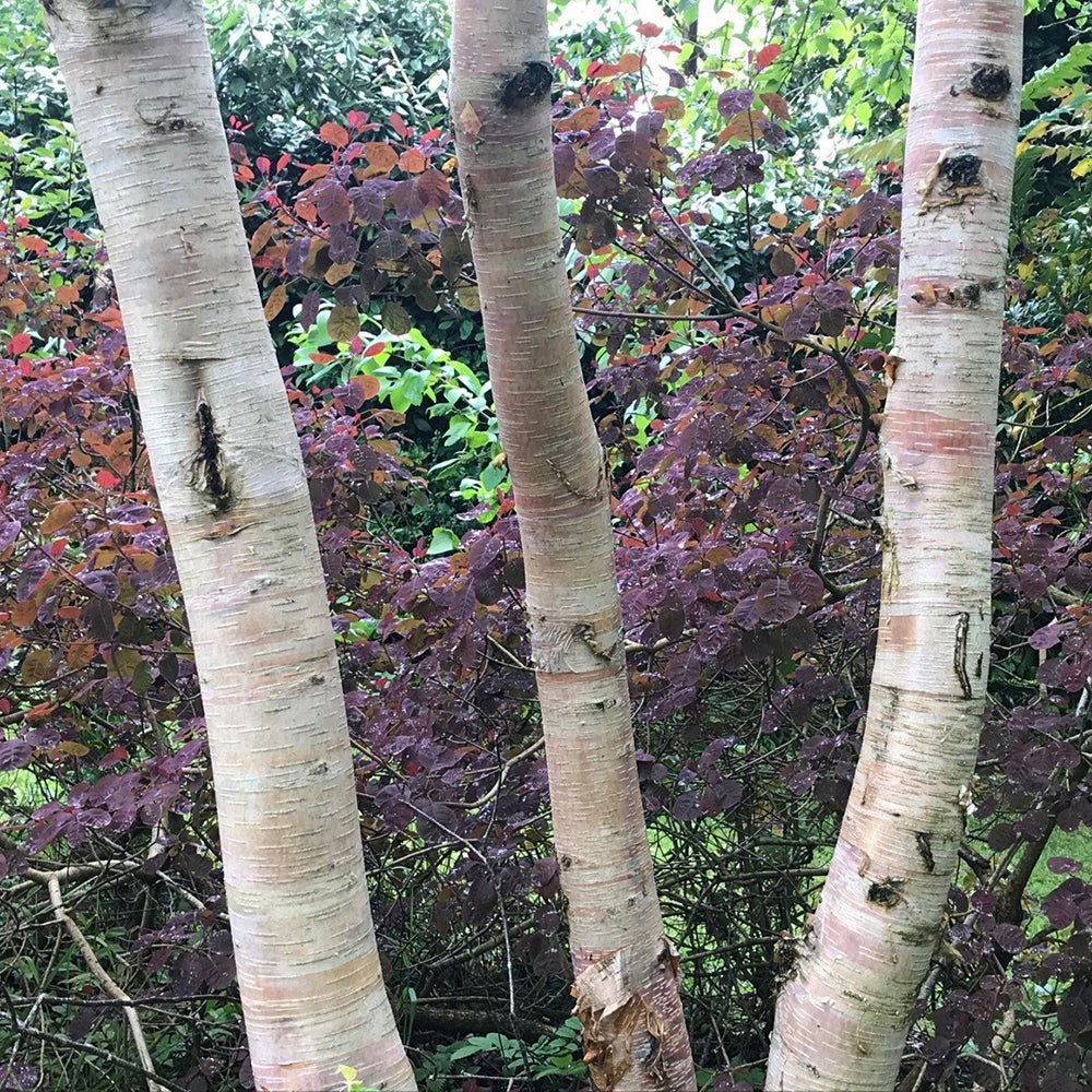 Mesteacan Kenneth Ashburner