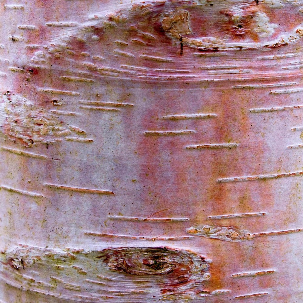 Mesteacan Kenneth Ashburner