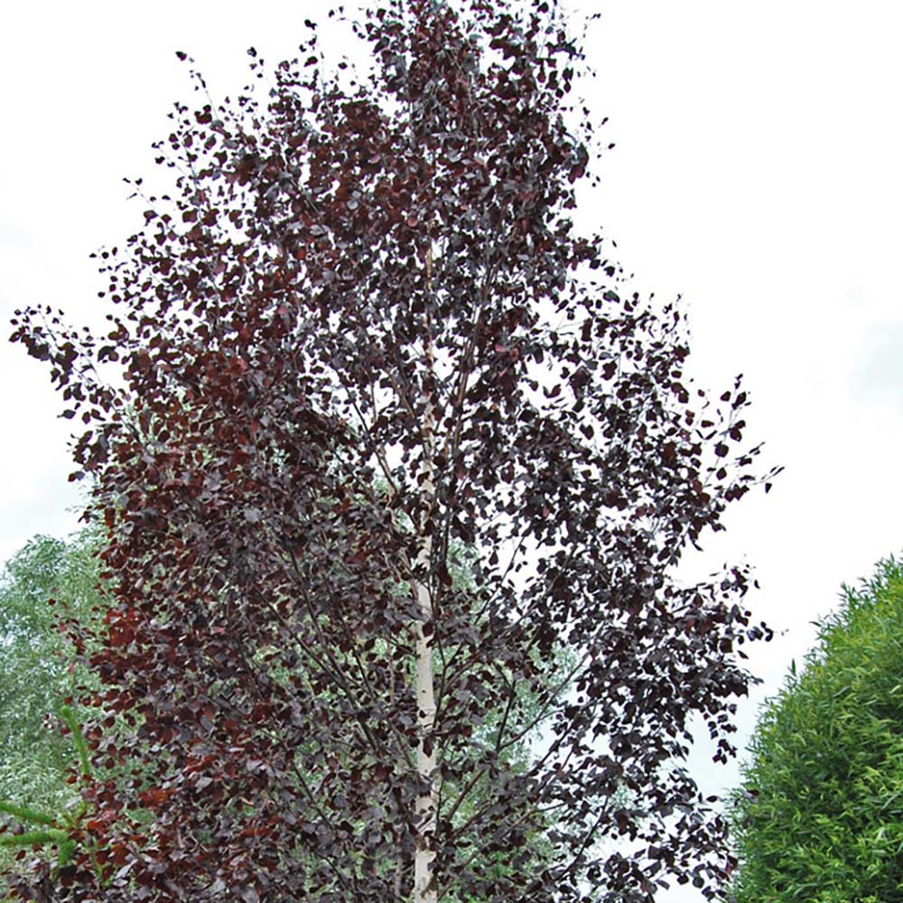 Mesteacan Rosu Royal Frost