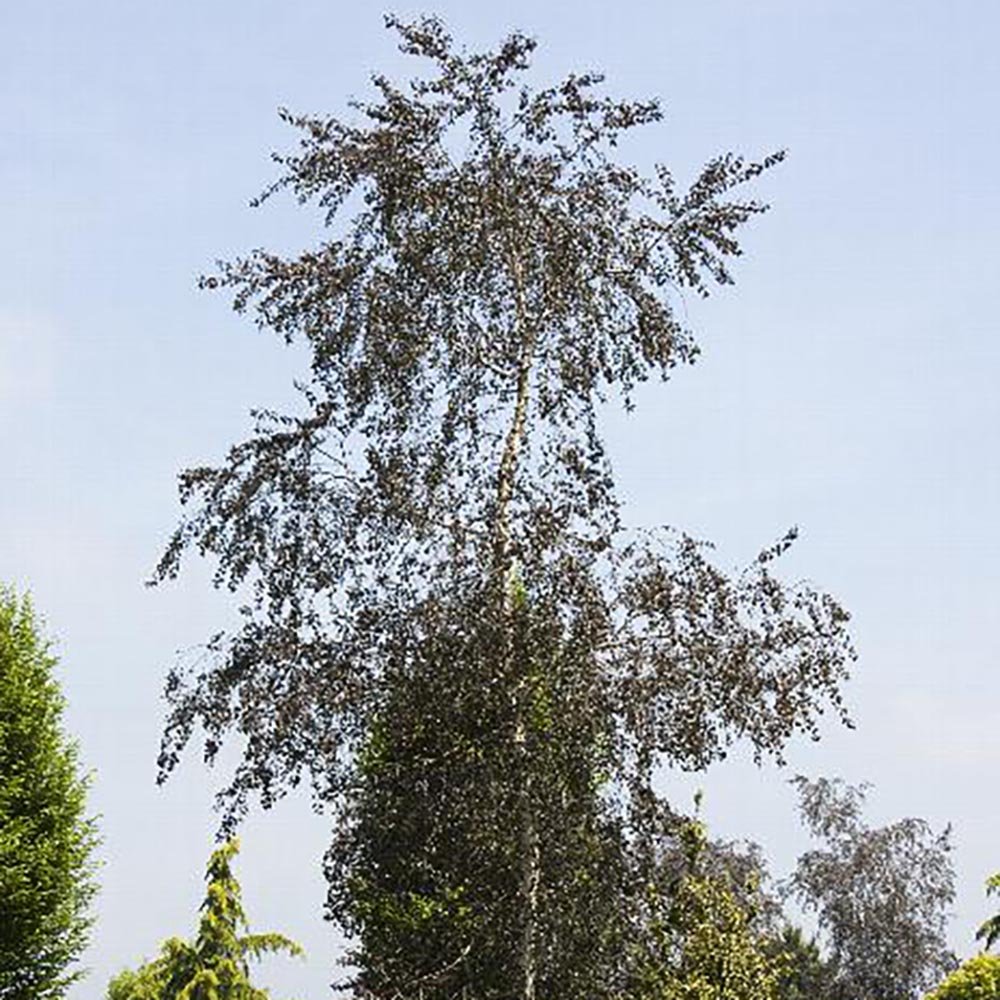 Mesteacan Rosu Royal Frost