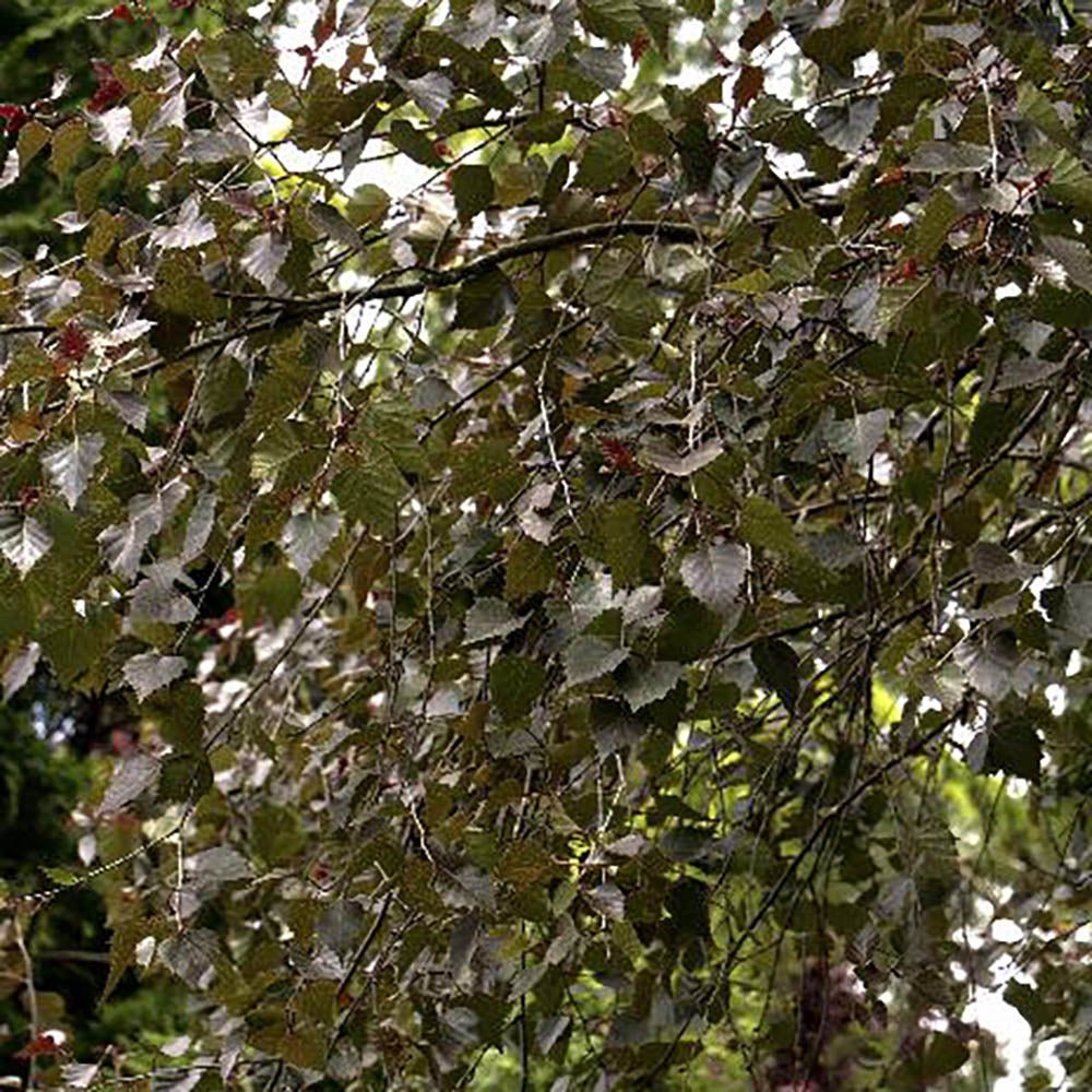 Mesteacan Rosu Royal Frost