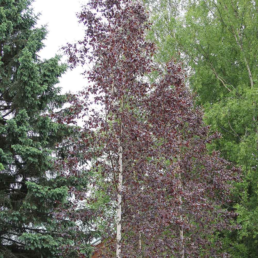 Mesteacan Rosu Royal Frost