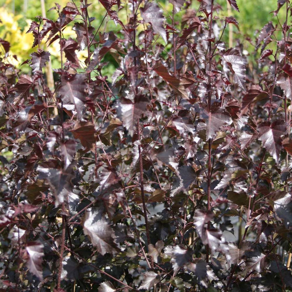 Mesteacan Rosu Royal Frost