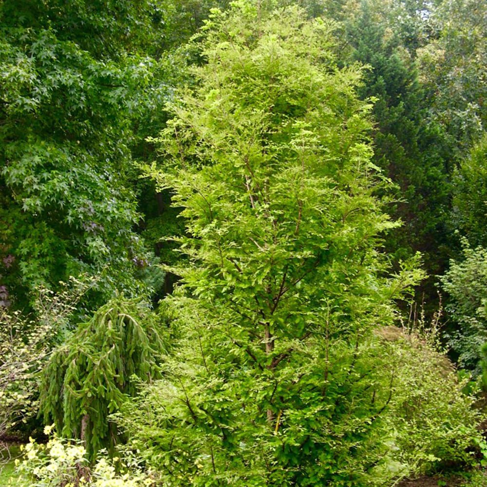 Arborele Sequoia Metasequoia Glyptostroboides
