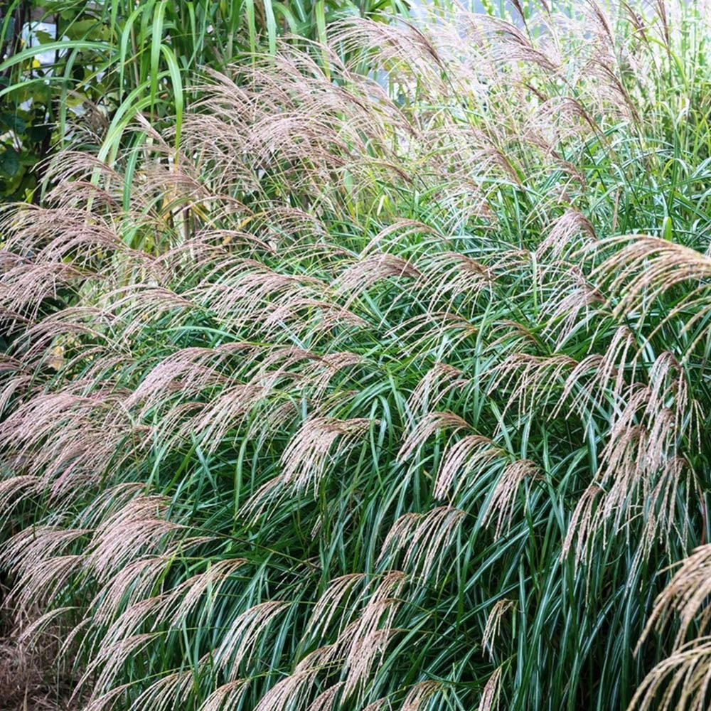 Iarba Elefantului (Miscanthus Sinensis) Herman Muessel