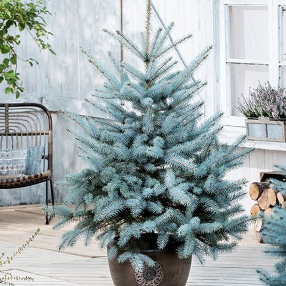 Molid Argintiu albastru Super Blue