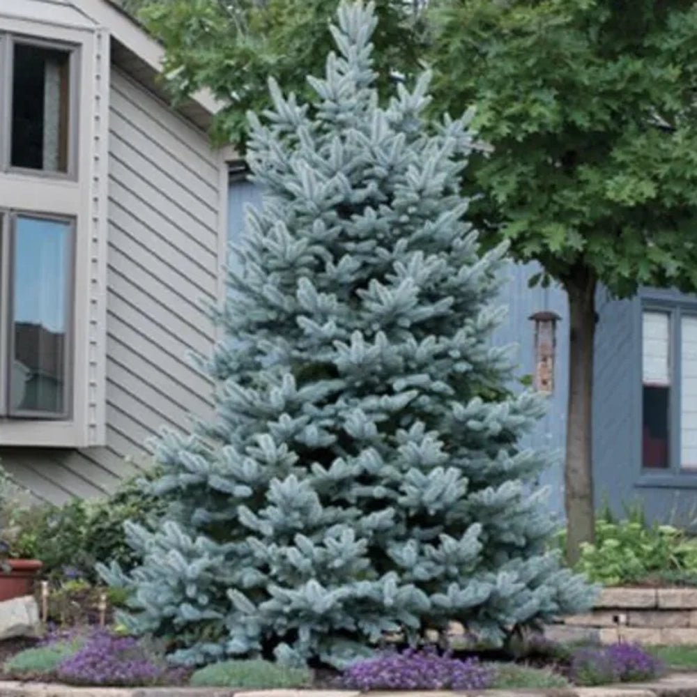 Molid Argintiu albastru Super Blue