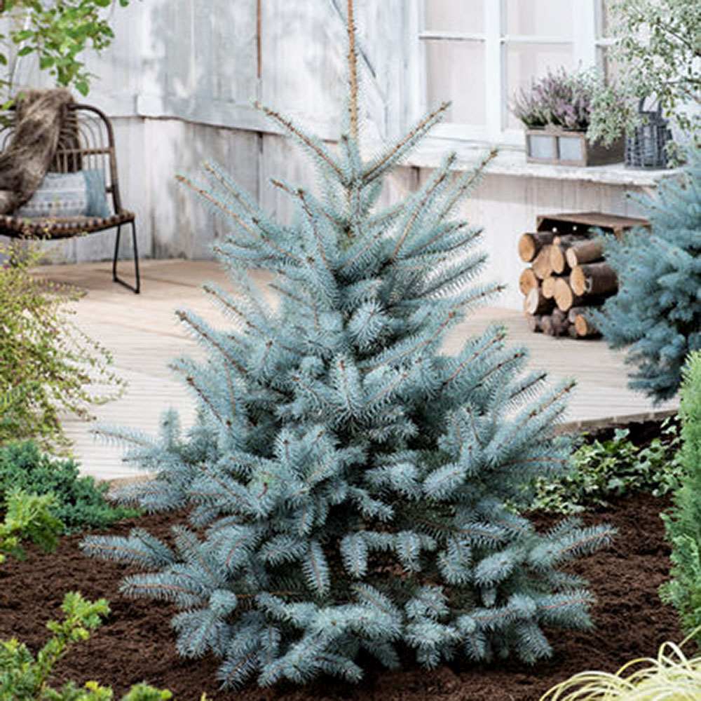 Molid Argintiu Blue Diamond