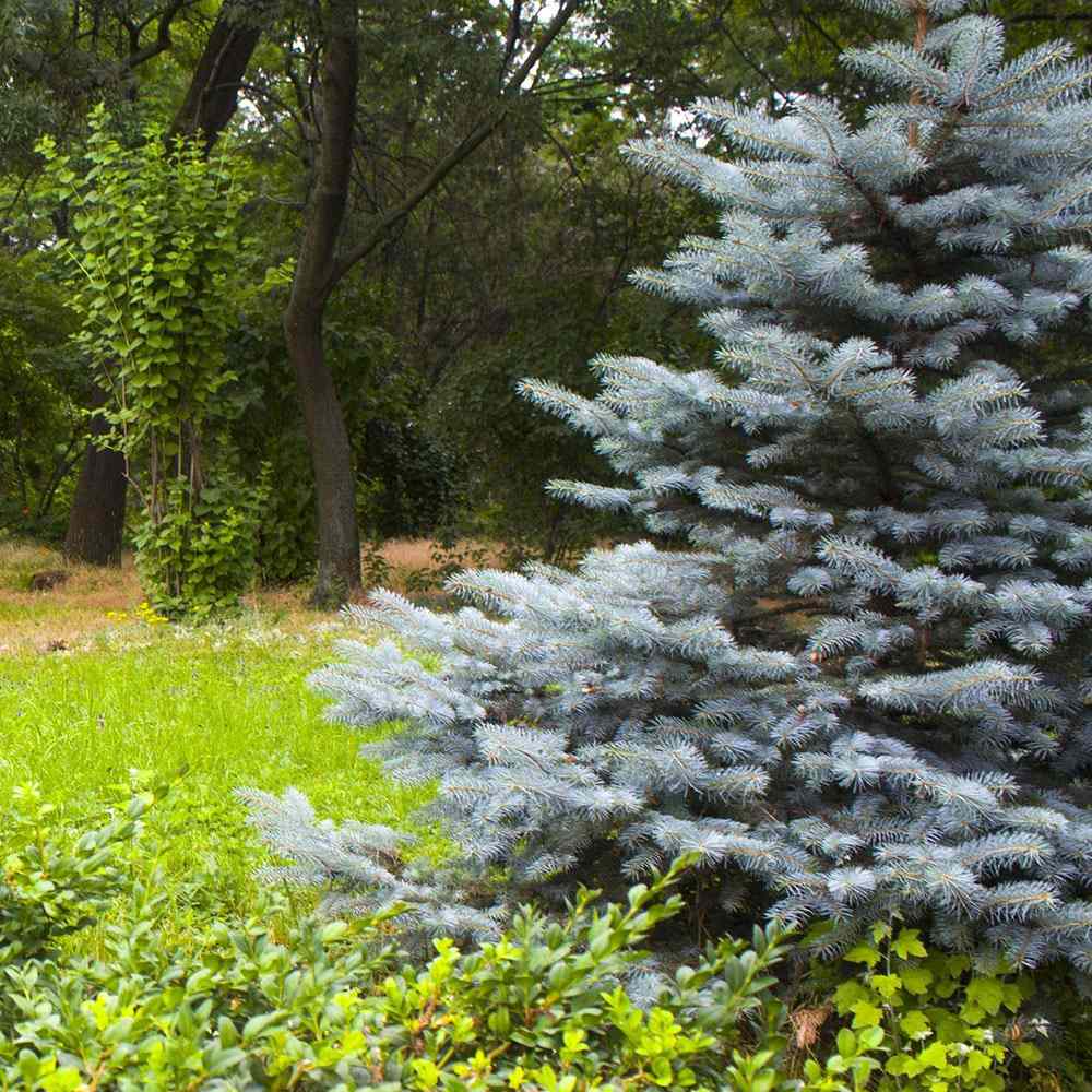 Molid Argintiu Blue Diamond