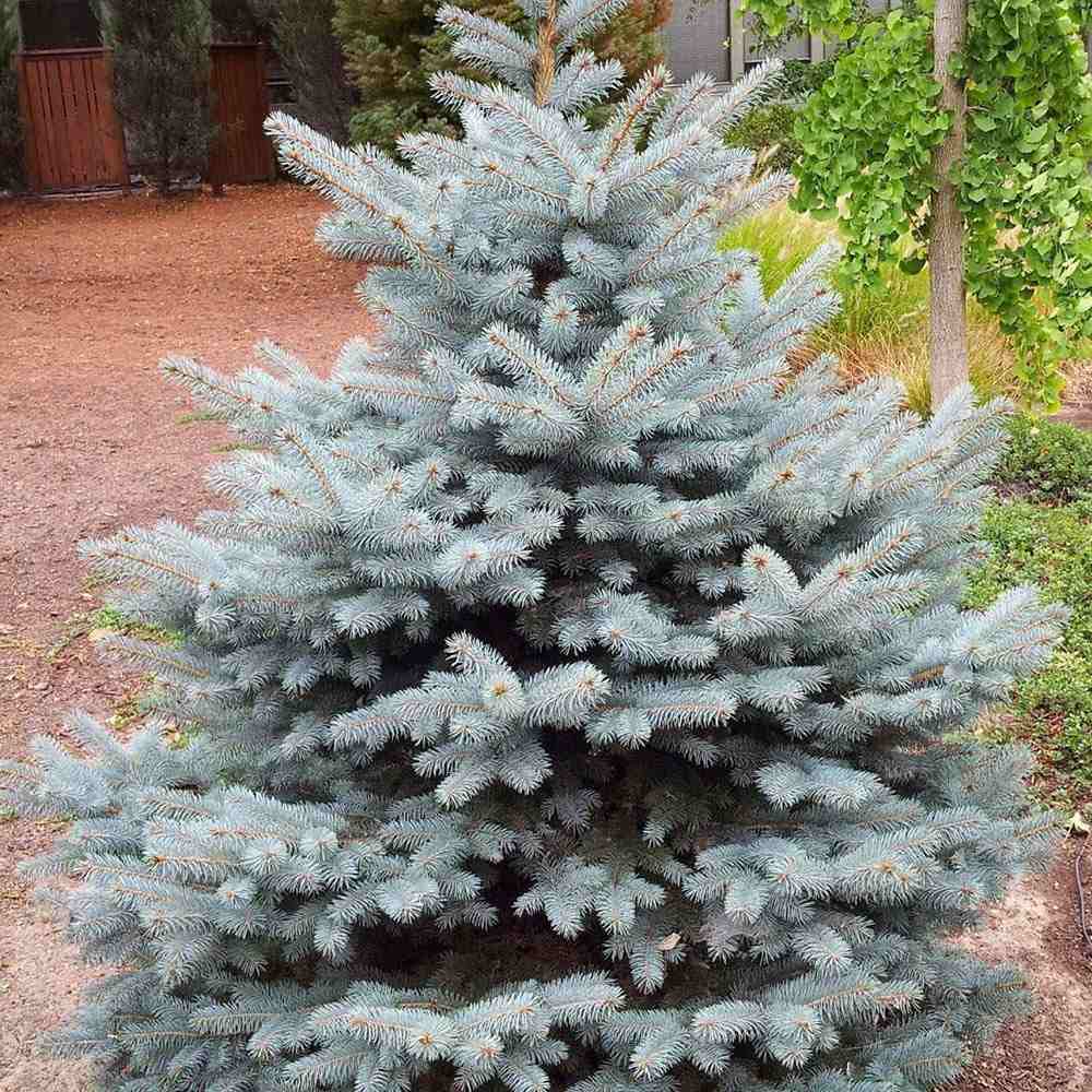 Molid Argintiu Blue Diamond