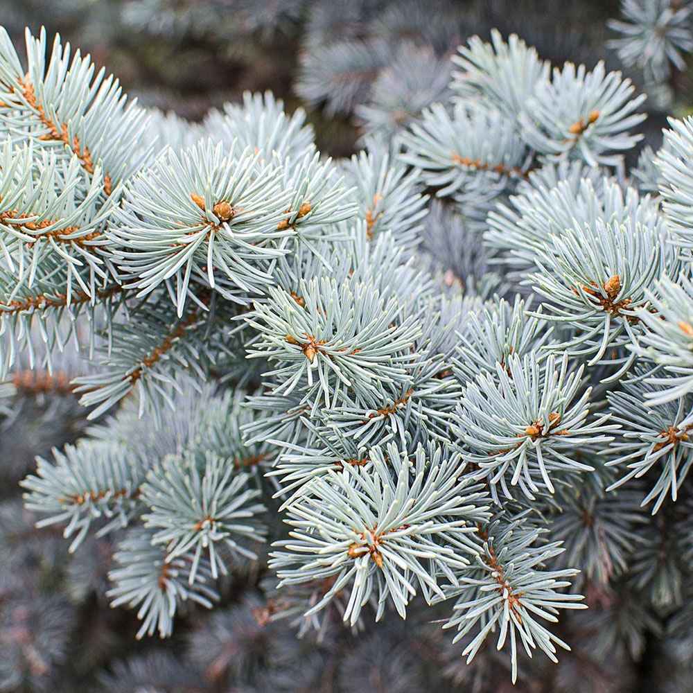 Molid Argintiu Blue Diamond