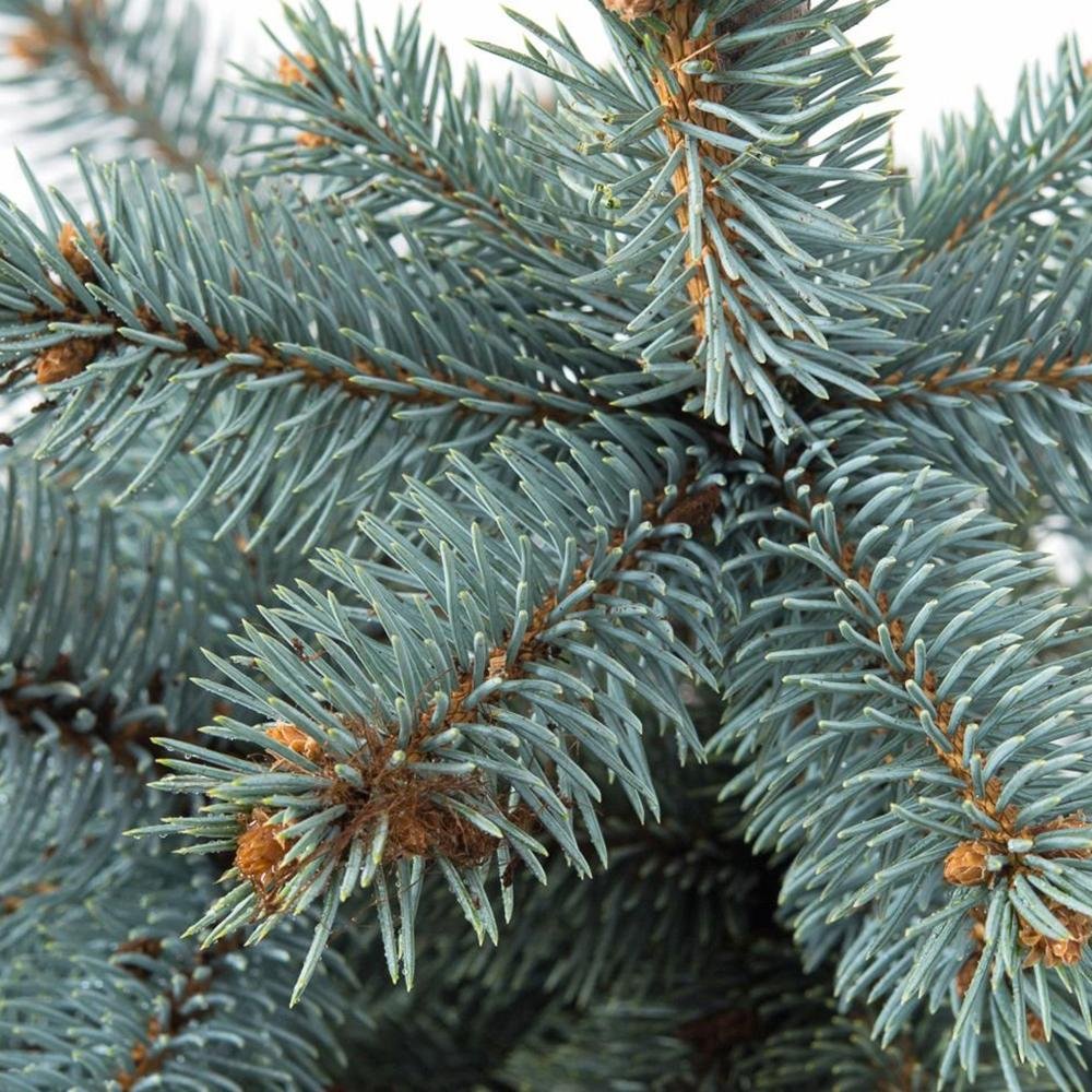 Molid Argintiu Blue Mountain