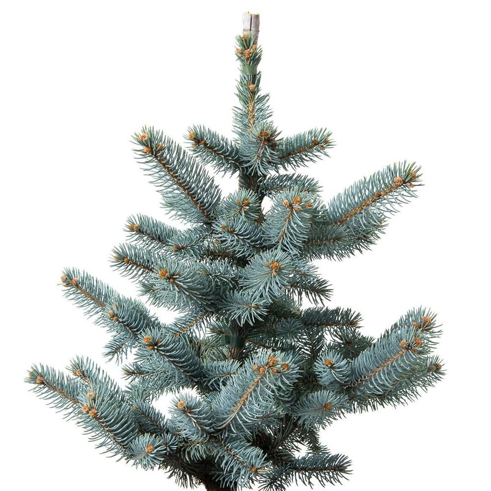 Molid Argintiu Blue Mountain