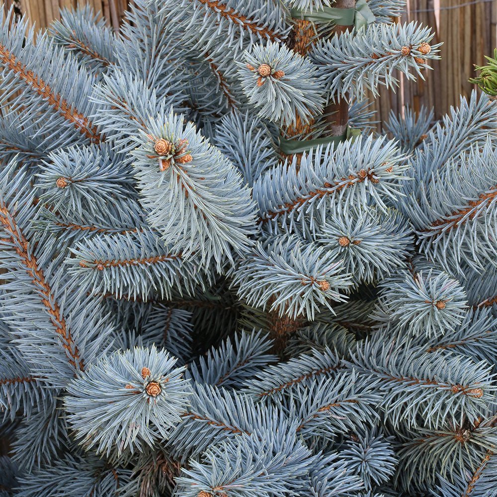 Molid Argintiu Blue Mountain