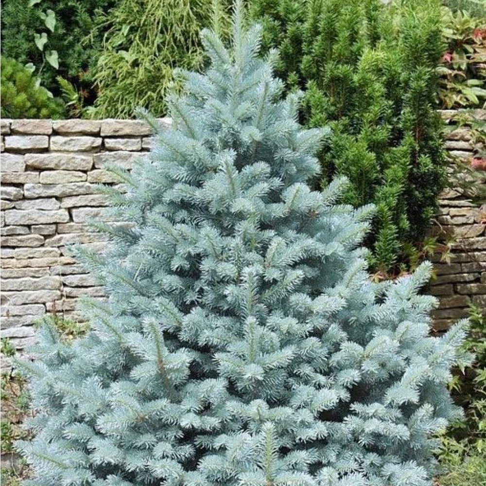 Molid Argintiu Fat Albert