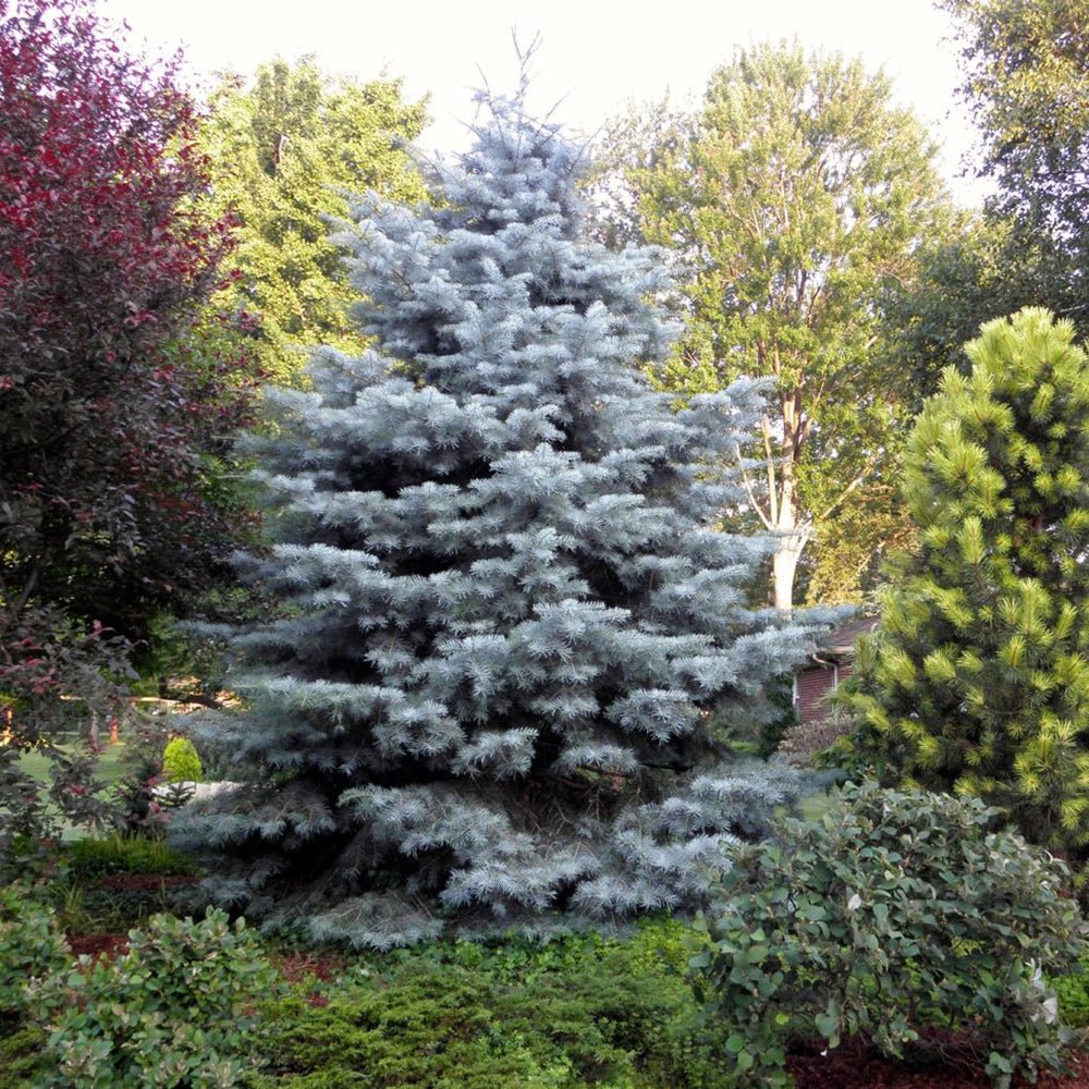 Molid Argintiu Fat Albert