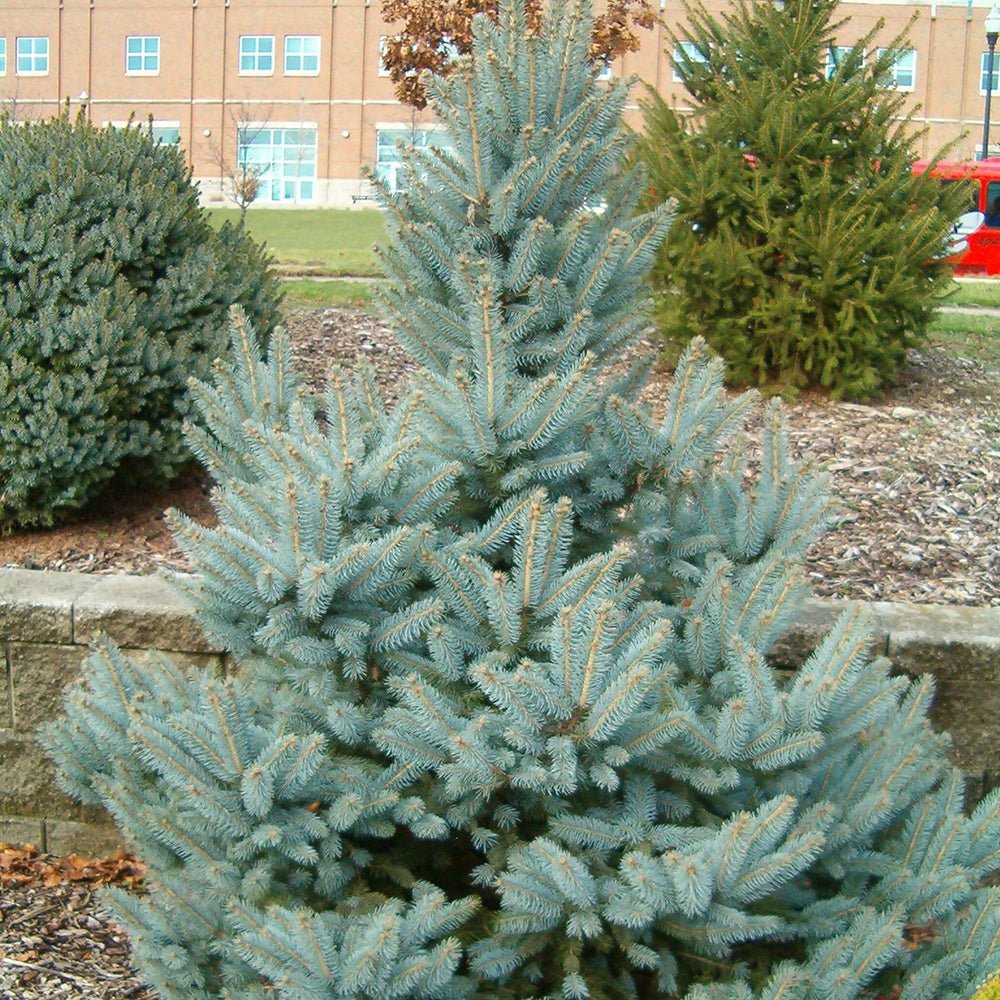 Molid Argintiu Fat Albert